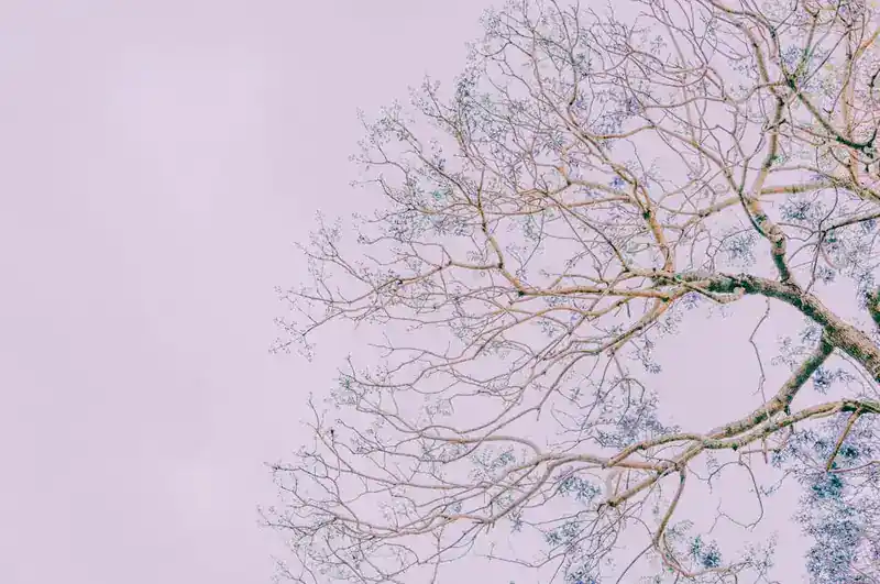 الفروع والشركات المتعددة